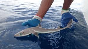 Scientists Have Discovered A New Species Of Shark And It Looks Exactly Like An Anime Character Kopek Baligi Kopek