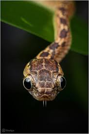 Sri Lanka Cat Snake Boiga Ceylonensis Cute Snake Snake Baby Snakes
