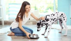 Regular checkups will also help. How Much Food Should You Feed Your Dog Dog Food Advisor