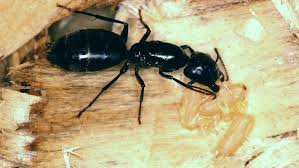 In alexandria, pests come in all forms ranging from cockroaches to bed bugs. Rossi Pest Services Pest Control Treatment Alexandria Va