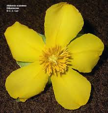 Image result for Dilleniaceae