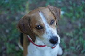 Weekly brushing, regular cleaning of the face wrinkles, and the occasional bath are usually enough to keep their coat looking great. Choosing A Beagle Mix Breed Which Is Best For Your Home Embora Pets