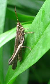 Image result for Orthopichonia schweinfurthii