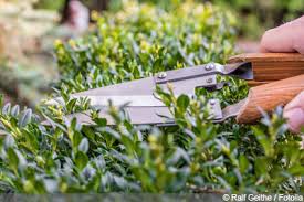 Beim schneiden der hecke spielen auch gesetzliche regelungen eine rolle, die festlegen, wann man diese tätigkeit durchführen darf. Hecken Schneiden Anleitung Zeitpunkt Gartendialog De