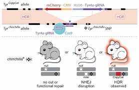 Gene Drive Technology Makes Mouse Offspring Inherit Specific