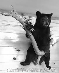 Black Bear Half Mounts Prices Clete S Taxidermy Studio Bear Mounts Taxidermy Black Bear