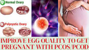 Improve Egg Quality In Women How To Improve Egg Quality In Women In Hindi Pregnancy Tips 2020 Youtube
