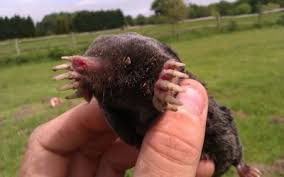 Contact pest control near me the exterminator chelmsford today & fill out the details below and we will be in contact with you as soon as we can. Pest Control Horsham Moles Wasps Rats Mice Squirrels