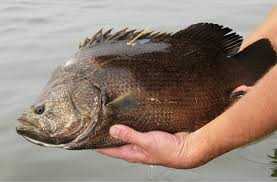 Atlantic Tripletail Or Blackfish Mississippi Saltwater Fish