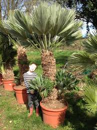 Windmill palm trees for sale. Chamaerops Humilis Vulcano
