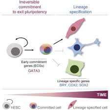 Some chromosome aberrations in humans Gata3 Mediates A Fast Irreversible Commitment To Bmp4 Driven Differentiation In Human Embryonic Stem Cells Sciencedirect