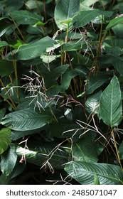 Image result for Marantochloa purpurea