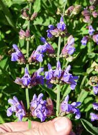 Common Sage Salvia Officinalis Edible Flowers Ornamental Plants Edible Flowers Salvia