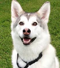 Dogs Best Sense Is Their Smell And This Dog Has The Cutest Nose To Help Him Dog Nose Dogs Cute