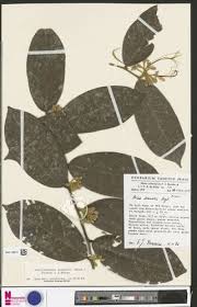 Image result for Dactyladenia