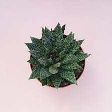 Image result for Droguetia