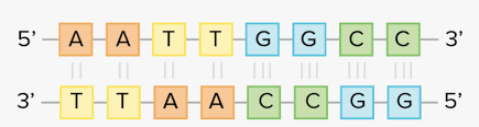 This fixes a mistake in one of the problems. Complementary Base Pairing