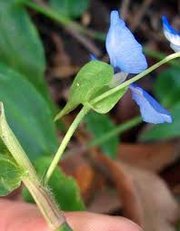 Image result for Commelina subulata