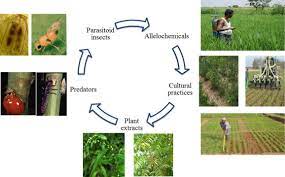 See more ideas about pest infestation. Bio Based Integrated Pest Management In Rice An Agro Ecosystems Friendly Approach For Agricultural Sustainability Sciencedirect