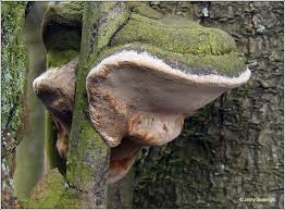 Image result for Phellinus pomaceus