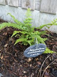 Herrenhausen gardens ( germană : Polystichum Varen Polystichum Dracomontanum
