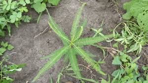 Image result for Sesbania macrantha