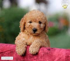 Maybe you would like to learn more about one of these? Alex Labradoodle Puppy For Sale In Gordonville Pa Labradoodle Puppies For Sale Labradoodle Puppy Puppies For Sale