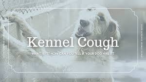 Call or chat 24/7 · satisfaction guaranteed · call or chat 24/7 Bordetella Latest News River Landings Animal Clinic In Bradenton Florida