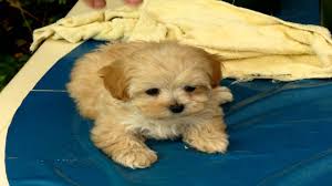 This Is Cindy Cindy Is A Maltese Shih Tzu Cross Pomeranian Youtube
