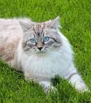 Winterbrook - NEVA MASQUERADE The Colorpoint Siberian