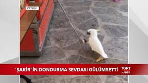 Karni Acikan Marti Cami Tikladi Youtube