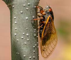 @conspiracystuff new cicada 3301 puzzle? The Cicadas Are Here Brood X Emerges In Central Indiana