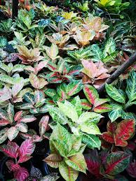 Aglaonema Plants Ide Berkebun Tanaman Hias Daun Tanaman