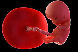 Ssw ist das erste trimester der schwangerschaft abgeschlossen. Ihr Baby In Der 10 Schwangerschaftswoche 10 Ssw Ihre Aktuelle Schwangerschaftswoche Schwangerschaft Swissmom Ch