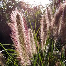 Erst im frühjahr, zwischen anfang märz und anfang april ist die beste zeit, es zurückzuschneiden. Lampenputzergras Herbstzauber Pennisetum Alopecuroides Herbstzauber Native Plants