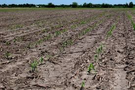 Evaluating Corn Stands For Possible Replant Integrated