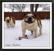 Rescue ohio english bulldogs's adoption process. Why English Bulldog Puppies Are So Expensive