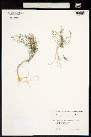 Image result for Thesium magnifructum