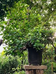 The bougainvillea plant can be grown in small pots or hanging baskets or in ground as a hedge or a bush or a vine that can be climbed up a trellis or vertically on a wall to have a colorful display of its. Singapore Bougainvillea White And Red Bonsai Plants Furniture Home Living Gardening Plants Seeds On Carousell