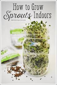 Hydroponics seed germination tray seedling tray sprout plate grow nursery.hc. How To Grow Sprouts Indoors All Year Long The House Homestead