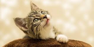 We did not find results for: Arti Sebenarnya Mimpi Menginjak Kucing Yang Perlu Anda Tahu
