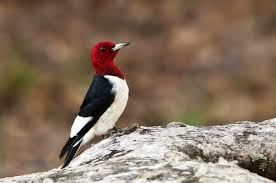 It is rated as least concern on the international union for conservation of nature (iucn)'s red list of endangered species, having been downlisted from near threatened in 2018. Red Headed Woodpecker Facts Habitat Diet Life Cycle Baby Pictures