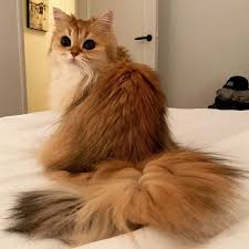 Selepas 10 hari melahirkan 4 anak kucing parsi yang comel, hanya 2 ekor yang tinggal. Kucing Comel
