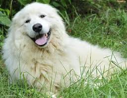 Akbash Dog Akbash Dog Dog Breeds Maremma Dog