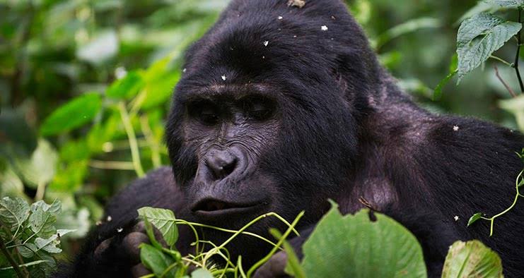 Rwanda