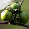 Image result for Diospyros squarrosa