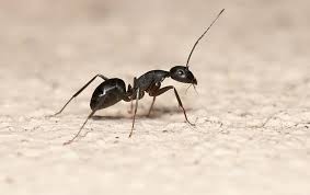 We did not find results for: How To Get Rid Of Ants Around The Kitchen Sink Getridofallthings Com