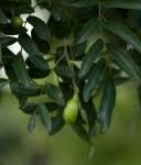 Image result for Xanthocercis zambesiaca