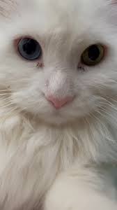 Hi everyone. This is my baby Sammie. He was a chonka chonk who passed away  at the age of nine this past February. It was very sudden. I'm still so  heartbroken. He