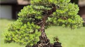 Akron Canton Bonsai Society's June Exh
